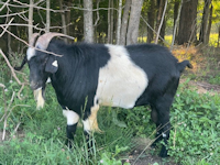 BKK Sequoia'a Black Thunder, Herd Sire, Ashes Creek Kikos